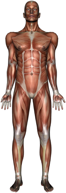 musclesbig.gif
