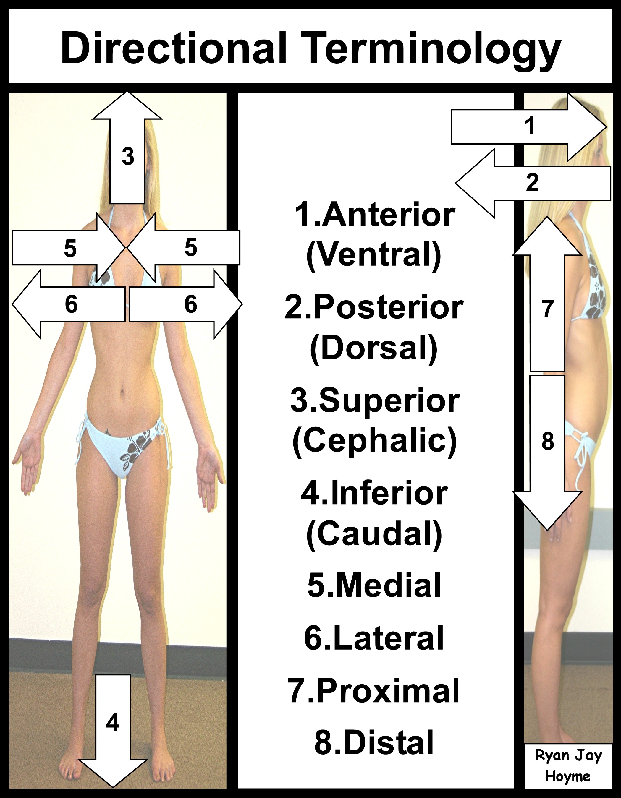 Pin On Chiropractic Info
