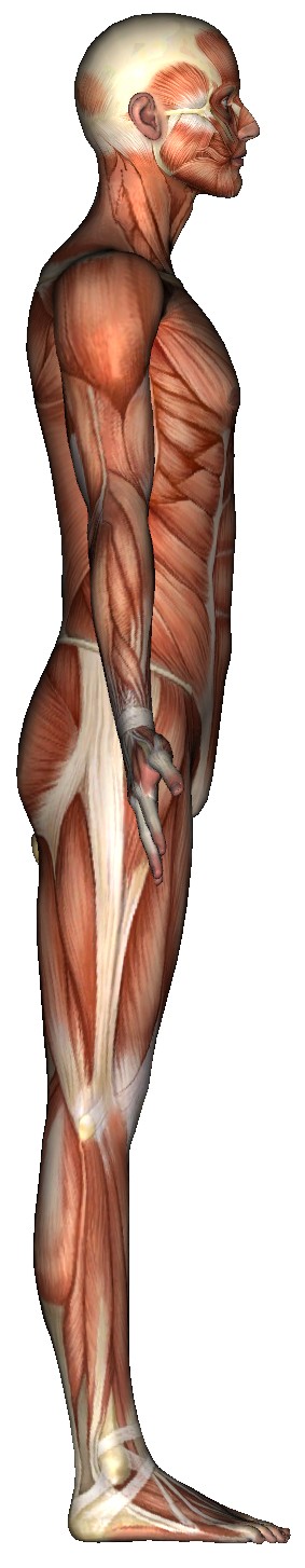 Body Parts Muscles - Massage, Massage Videos, Massage Pictures, Massage Tests and More